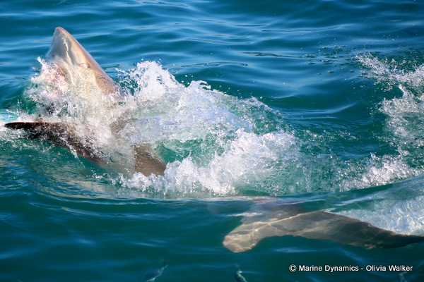 Bronze Whaler shark, shark cage diving, South Africa
